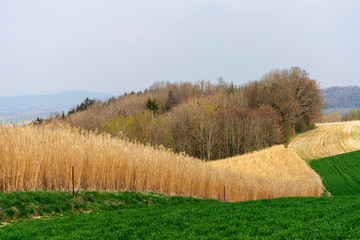 Hügelige Landschaft mit Schilf Gras und Bäumen