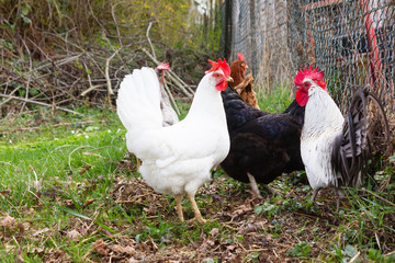 chicken in cottage garden