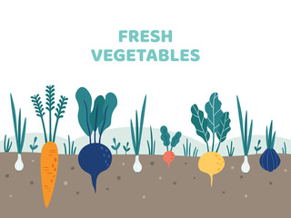 Vegetable garden. Gardening vegetables food, potatoes gardens and summer gardeners vector illustration