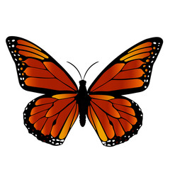 Mariposa monarca - obrazy, fototapety, plakaty
