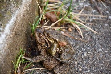 frog in the grass
