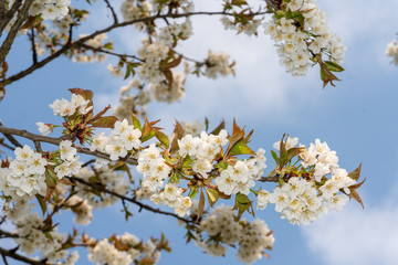 weiße Kirschblüten im Frühjahr