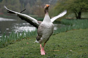 goose on grass