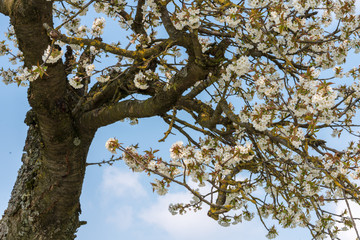 Fototapeta premium weiße Kirschblüten im Frühjahr