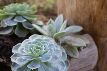 green succulent plants