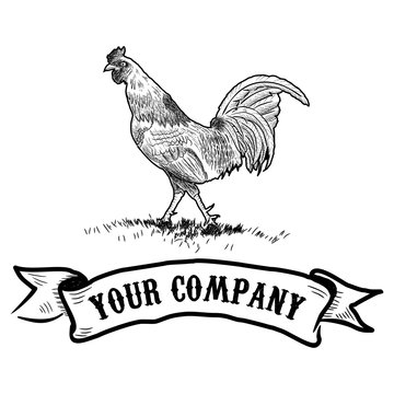 Rooster in graphical style, hand drawn Illustration
