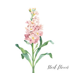 Watercolor pink garden matthiola flower. Isolated hand drawn illustration. Elegant botanical drawing for decor, invitations, package design.