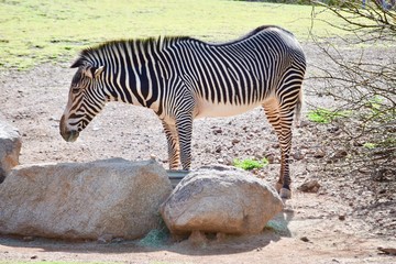 Fototapeta na wymiar Zebra Bob