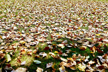 Dry leaf background texture