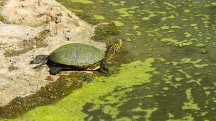 Obraz premium Albania