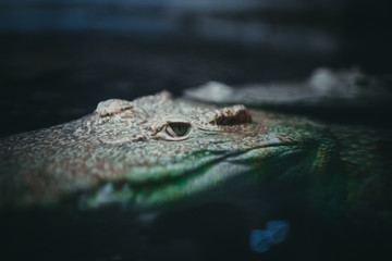 crocodile with mouth open