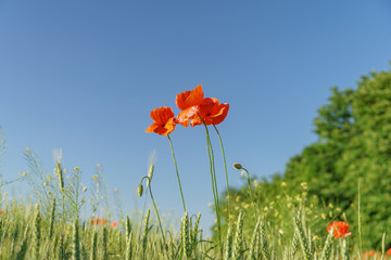 Red poppies on a background of blue sky