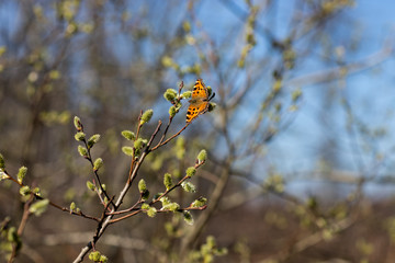 Motyl na rozkwitającym drzewnie © andsko