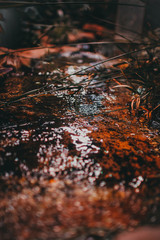 autumn leaves falling in water