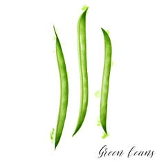 Hand drawn fresh green beans. Watercolor illustration of healthy vegetarian food.