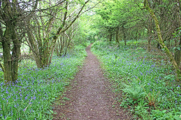 Path through bluebells in a wood