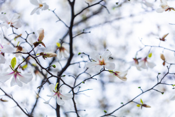 Closeup of Magnolia flower