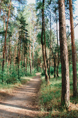path in forest