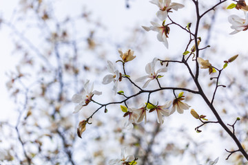 Closeup of Magnolia flower