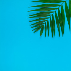 Fototapeta na wymiar Tropical palm leaves on color paper background