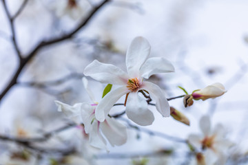 Closeup of Magnolia flower