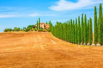 Italian cypress trees rows and a road rural landscape