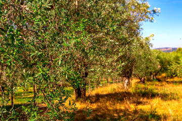 Plantation with old olive trees