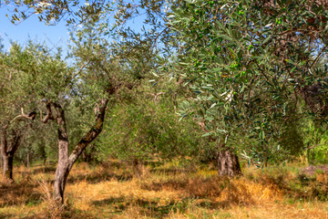 Plantation with old olive trees