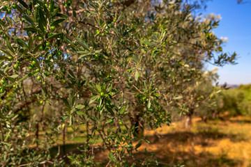 Plantation with old olive trees