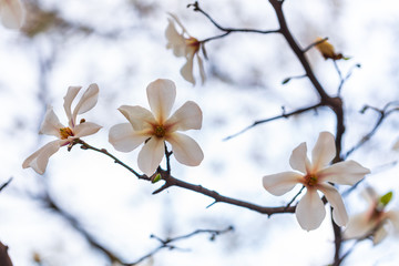 Closeup of Magnolia flower
