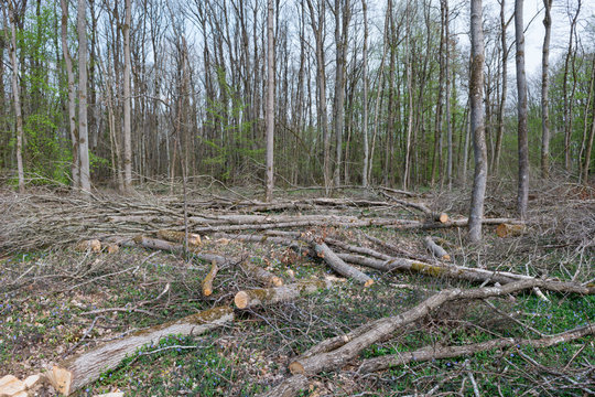 Gestion sylvicole d'une futaie de bois de chauffage 
