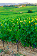 Fototapeta na wymiar Vineyard landscape in Tuscany