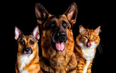 dog and cat on black background