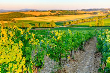 Vineyard landscape in Tuscany
