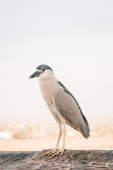 A bird on the pier in Newport Beach, Orange County, California