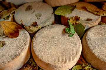 Traditional cheese round in Italy