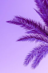 Branches of palm tree toned in proton purple color - 260580265