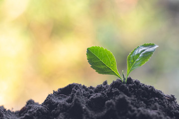 Girl hands holding young plant.