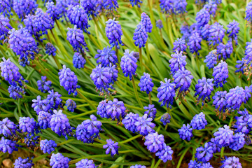Fototapeta premium Flying bee over.Muscari armeniacum.Blue spring flowers