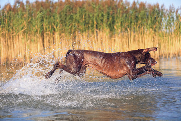 Happy playful muscular thoroughbred hunting dog German shorthaired pointer. Is jumping, running on the water splashing it around on sides. Reflection of the silhuoette. Funny stick out ears.