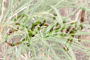 Background with green wet grass with dew drops