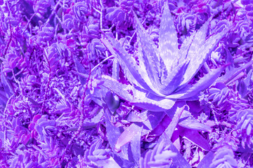 Exotic plant palm leaves close up in duo purple blue gradient tone in vibrant trendy colors. Concept fashion art. Minimal surrealism. Tropical succulent.Floral design.
