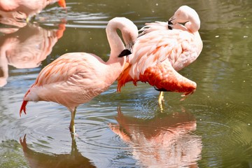 Flamingo Gang