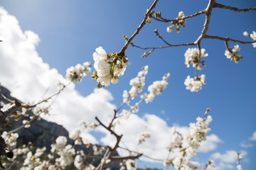 Cherry blossom in Gallinera valley Spain