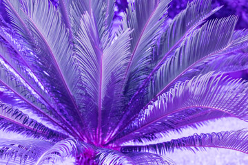Exotic plant palm leaves close up in duo purple blue gradient tone in vibrant trendy colors....