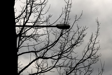 Straßenlaterne zwischen Baumwipfeln
