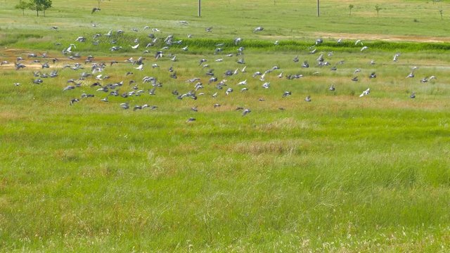 a flock of birds moves across the field. Slow motion.