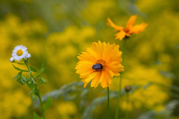Bee and yellow cosmos flowers in the meadow. Nature