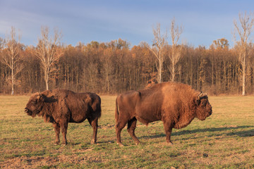 european bison, Romania