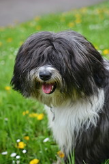 Young Tibetan Terrier